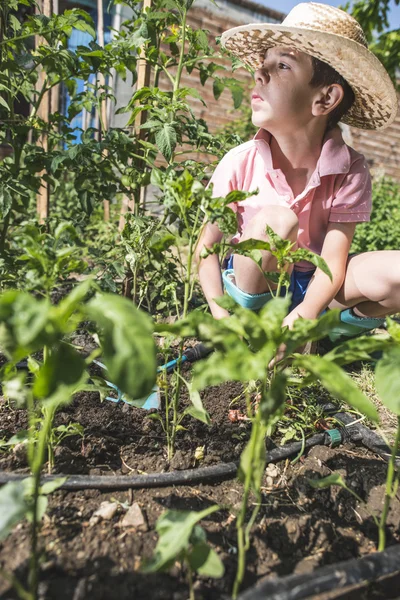 Child planting plans in a garden — Stock Photo, Image