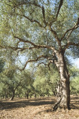 saç ekimi yapılan zeytin ağaçları
