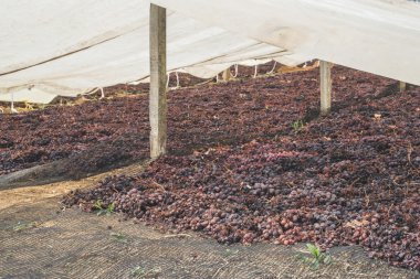 İçin Kuru üzüm üzüm kurutma