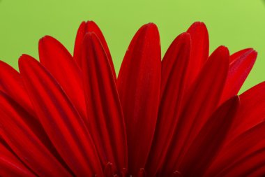 Gerbera çiçek çiçek