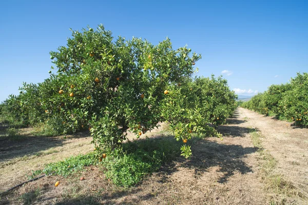 농장에 있는 오렌지 나무 — 스톡 사진