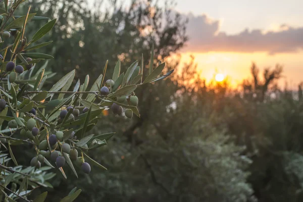Оливковые деревья на закате — стоковое фото