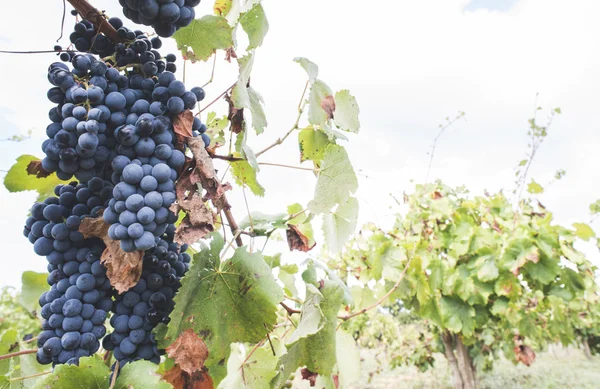 Uvas azules en matriz — Foto de Stock