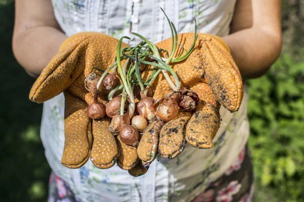 Manos sosteniendo bulbos de plantas — Foto de Stock