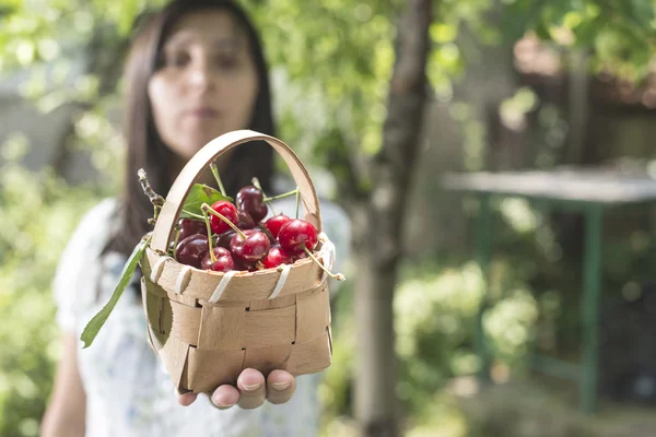 Femme cueillette de cerises — Photo