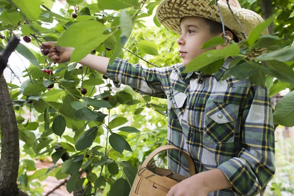 Child harvesting Morello Cherries — Stock Photo, Image
