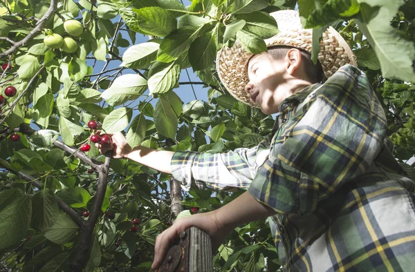 Child harvesting Morello Cherries — Stock Photo, Image