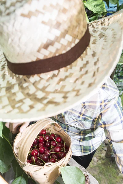 Child harvesting Morello Cherries — Stock Photo, Image