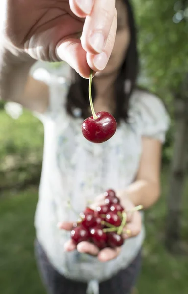 Femme cueillette de cerises — Photo