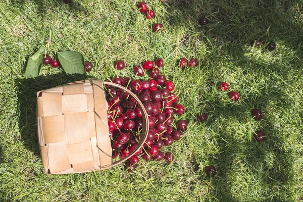 Morello Cherries scattered out from basket — Stock Photo, Image