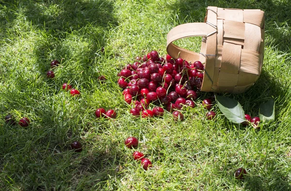 Morello Cherries scattered out from basket — Stock Photo, Image