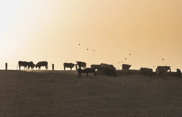 公牛队在户外在农场 — 图库照片