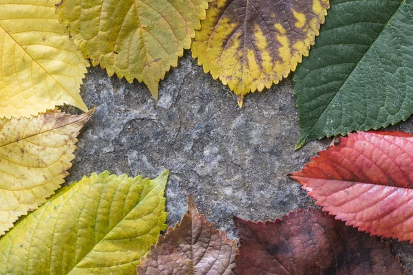 道路上の秋の紅葉 — ストック写真