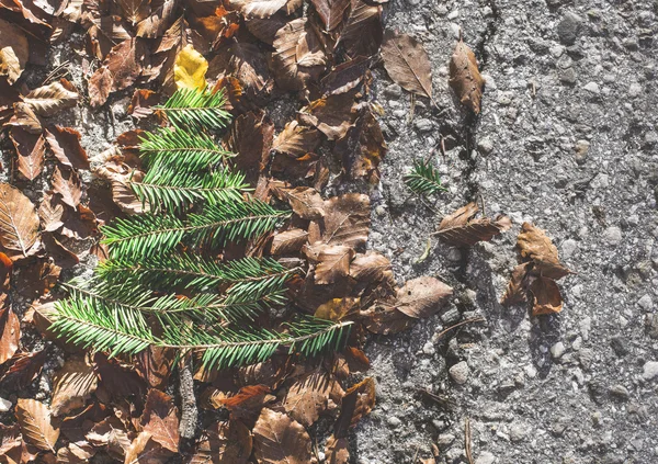 松の木のミニチュア — ストック写真