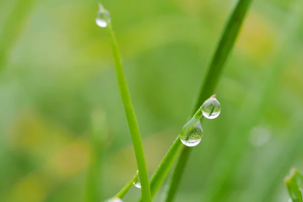 露の 2 滴 — ストック写真