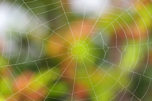 Bir örümcek ağı - Merkez