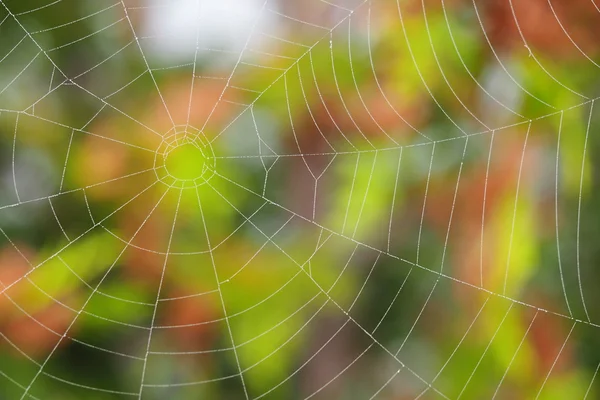 Una tela de araña Imagen De Stock