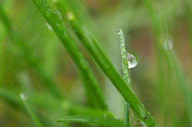 Yalnız bırak ve çim