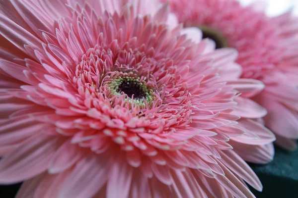 Υπόβαθρο του ζέρμπερες λουλούδι — Φωτογραφία Αρχείου