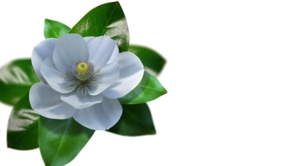 Crescendo magnolia time lapse fiore con maschera isolata — Video Stock