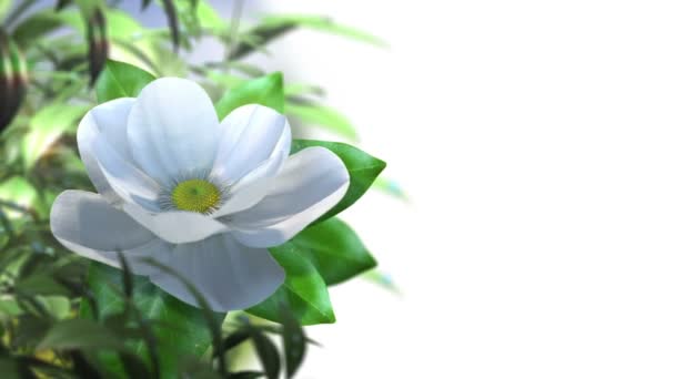 Wachsende Magnolie Blume Zeitraffer animiertes Konzept Hintergrund — Stockvideo