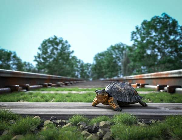 Vía férrea cruzando paisaje rural y tortuga. Concepto de viaje — Foto de Stock