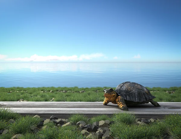 Pequeña tortuga verde en la playa. Concepto turístico — Foto de Stock