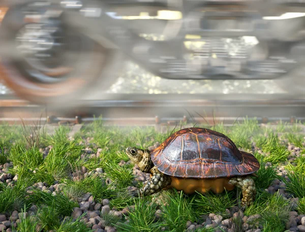 ¿Quién es más rápido. Ferrocarril y tren con tortuga en marcha. Concepto de tecnología de viajes — Foto de Stock