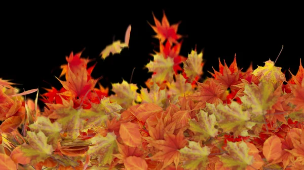 Geïsoleerde Autumn Leaves op zwarte achtergrond — Stockfoto