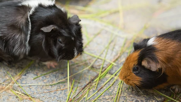 İki sevimli siyah ve kahverengi kobay karşı karşıya, taş kaldırımda çimen yiyorlar. Evcil hayvan teması, yakın plan.