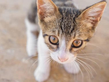 Kameraya bakan kehribar gözlü sevimli kahverengi ve beyaz tekir kedinin yakın plan portresi..