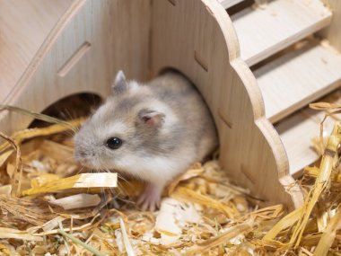 Minik beyaz ve gri cüce hamster güvenli ortamını keşfeder, kalp şeklindeki ahşap evden doğal saman yatağının üzerine açılır, evcil hayvan mağazası pazarlaması ve eğitim amaçlı vahşi yaşam içeriğini inceler..