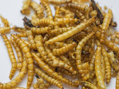 Yenilebilir böcek larvalarının Macro görüntüsü sürdürülebilir bir protein kaynağı ve sürüngenler, hamsterlar ve tavuklar için sağlıklı evcil hayvan yiyecekleri sunuyor.