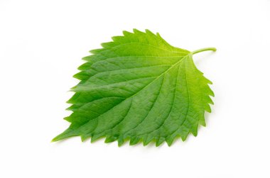 Taze Yeşil Shiso (perilla frutescens) veya beyaz arkaplanda Oba yaprağı.