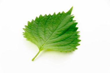 Taze Yeşil Shiso (perilla frutescens) veya beyaz arkaplanda Oba yaprağı.