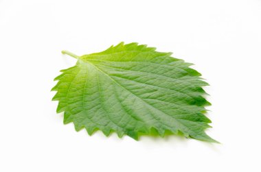 Taze Yeşil Shiso (perilla frutescens) veya beyaz arkaplanda Oba yaprağı.