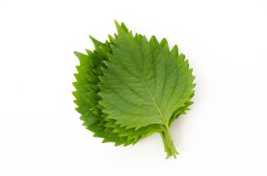 Taze Yeşil Shiso (perilla frutescens) veya beyaz arkaplanda Oba yaprağı.