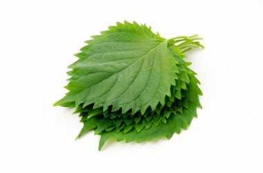 Taze Yeşil Shiso (perilla frutescens) veya beyaz arkaplanda Oba yaprağı.