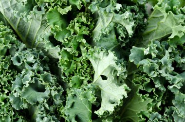 Taze kıvırcık lahana arka planı