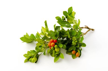 Murraya paniklemiş, turuncu jesaminin kırmızı meyveleri, tropikal bitkiler