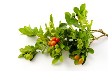 Murraya paniklemiş, turuncu jesaminin kırmızı meyveleri, tropikal bitkiler