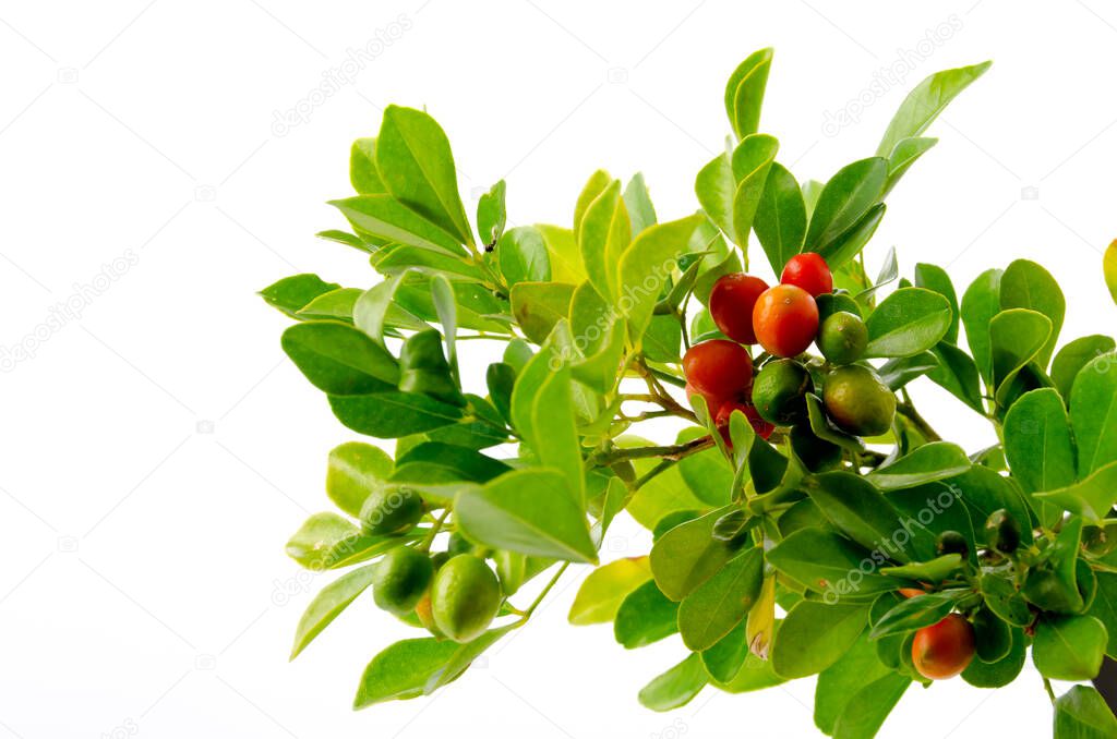 Murraya paniculata, red fruits of orange jesamine, tropical plants