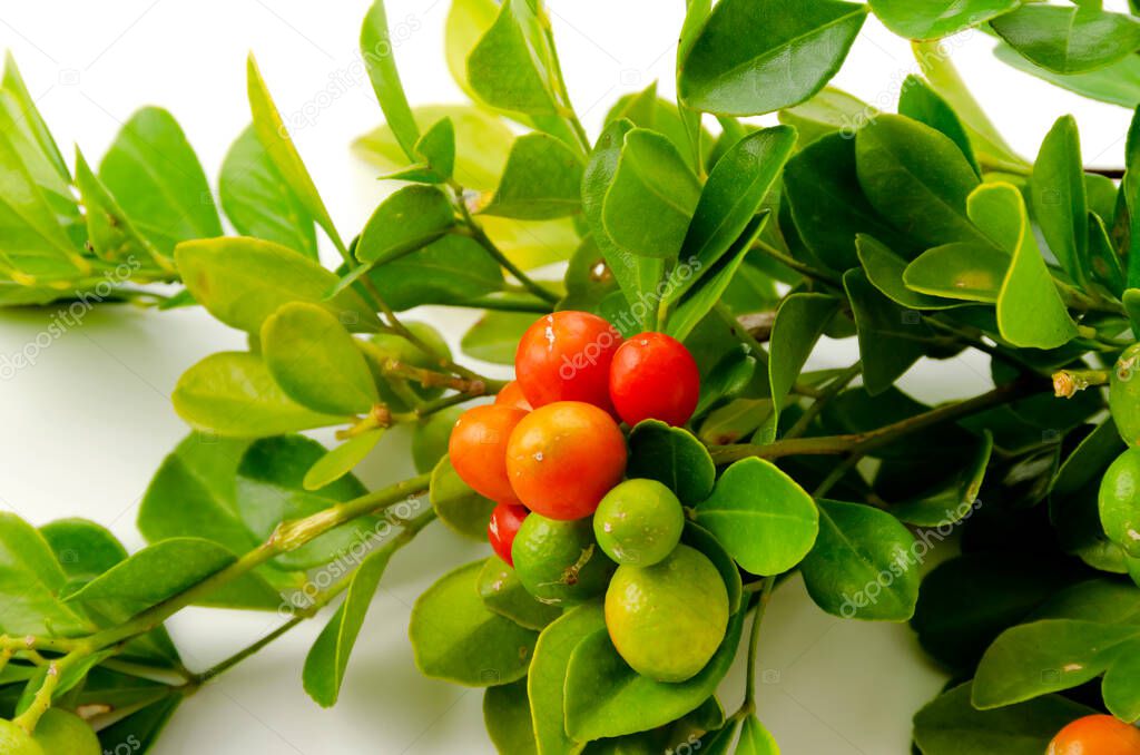 Murraya paniculata, red fruits of orange jesamine, tropical plants