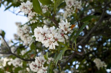 (Rhaphiolepis indica var), Hindistan 'da yetişen bir çiçektir. liukiuensis)