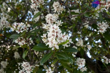 (Rhaphiolepis indica var), Hindistan 'da yetişen bir çiçektir. liukiuensis)