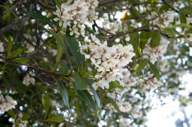 (Rhaphiolepis indica var), Hindistan 'da yetişen bir çiçektir. liukiuensis)