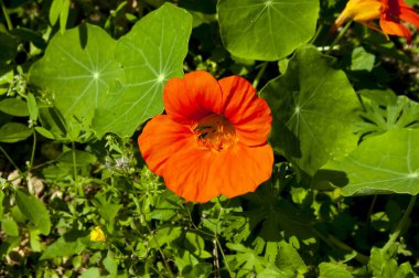 portakal çiçeği, Nastatium, tropeolum majus