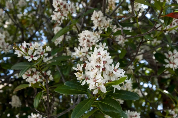 Kwitnące Białe Kwiaty Głogu Indyjskiego Rhaphiolepis Indica Var Liukiuensis — Zdjęcie stockowe