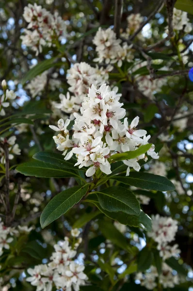 Flores Brancas Espinheiro Indiano Florescendo Rhaphiolepis Indica Var Liukiuensis — Fotografia de Stock