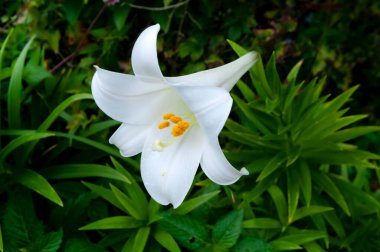Paskalya Zambağı 'nın tek başına açması